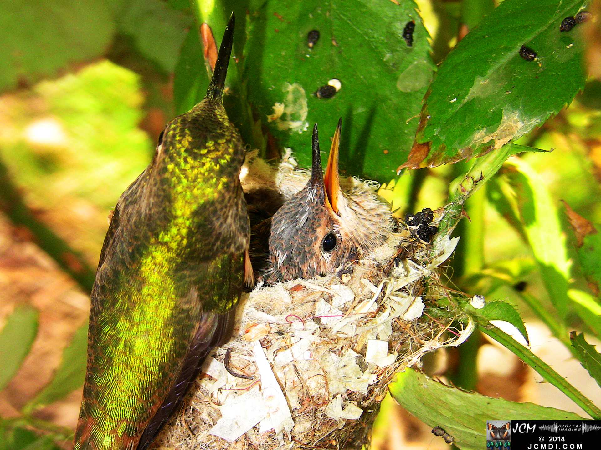 Allens Hummingbird chick and nest image 3-26-2014